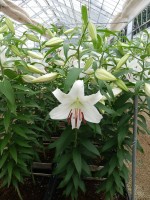 [5265 Casa Blanca TYS No01.JPG]